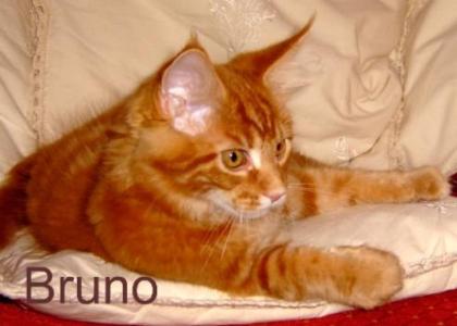 Maine Coon Babys noch zwei frei