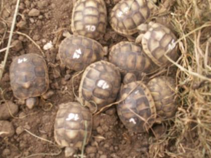 Breitrandschildkröten NZ 2022