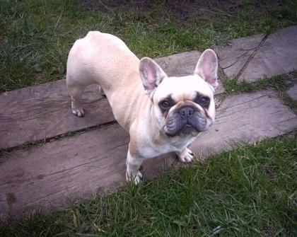 FAWN FARBENDE FRENCH BULLDOG HÜNDIN KNAPP 4 JAHRE IN LIEBEVOLLE HÄNDE ABZUGENBE