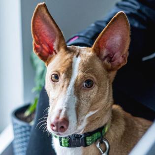 GINIO - Podenco - 3 Jahre - Tierhilfe-Franken e. V.