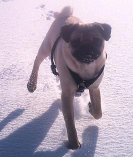 Suche Mops Französische Bulldogge Boston Terrier oder Englische Bulldogge