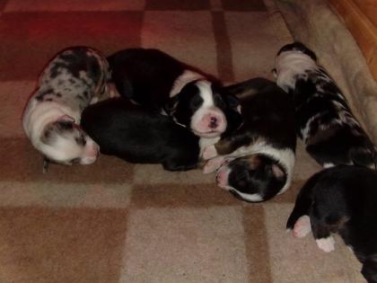 Nur noch 4 blacktri Hündinnen 1 blue merle Rüde geb. 06. 05.