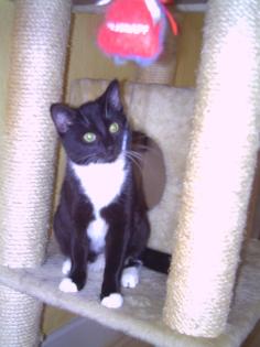 Suche Thai Siam oder Sibrische Katze Deckkater