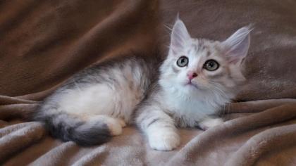 Reinrassige Sibirische Waldkatzenbabys