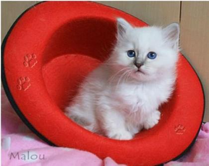Traumhaftes Heilige Birma Kitten Mädchen sucht liebevolles Zuhause auf Lebensz