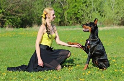 Online Hundetrainer schon über 10 000 glückliche Halter und Hunde