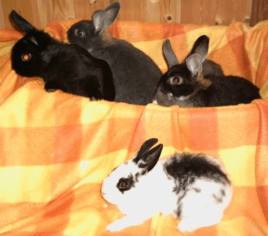 Junge Zwergkaninchen