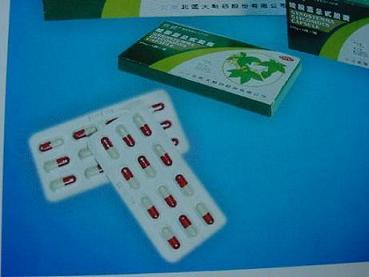 Jiaogulan Tee und Jiaogulan Glykosiden Kapsel