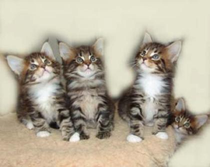 Maine Coon Kitten