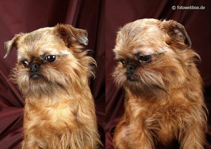 Brüssler Griffon Griffon Bruxellois Zwerggriffon