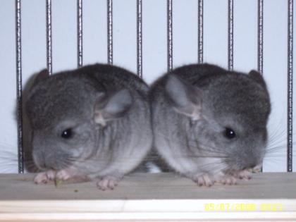 Chinchilla-Böckchen.