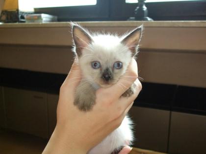 Siamkittis zu verkaufen.