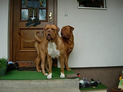Bordeauxdogge abzugeben