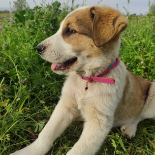 Angela / Status sucht ein Zuhause