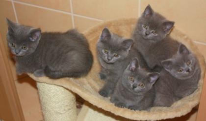 BKH Kitten in blau süße kleine Kuschelbärchen
