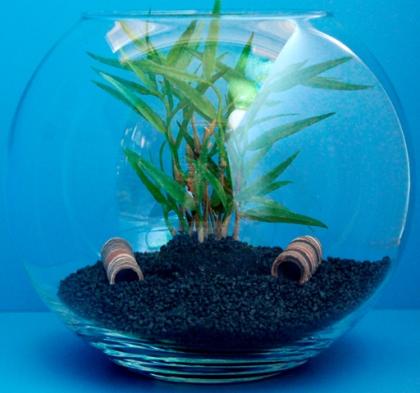 Kugelaquarium 13 5 Liter für Garnelen und Krebse als Nanoaquarium