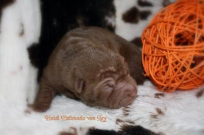 Shar pei welpen geb. am 22. 10. 2022