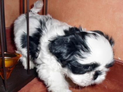 4 süße Shi Tzu Welpen nur in liebevolle Hände abzugeben