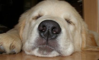 Golden-Retriever Wurfplanung April 2022 - Verpaarung mit FCI-Deckr. ZAMPANZAR H