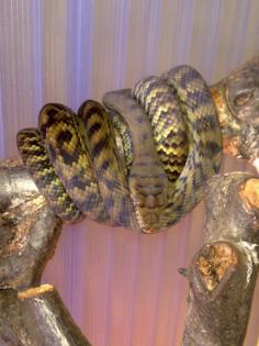 Boa c. constrictor/ Amethystpython/ Snow- Nominat Kornnattern Schönnattern