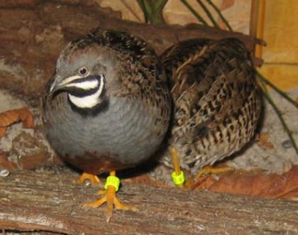 Verk. Chinesische Zwergwachteln silber und wildfarbig