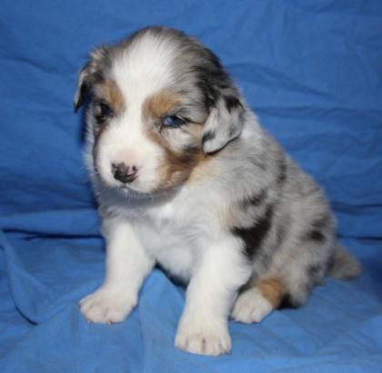 Australian Shepherd Welpen November Wurf