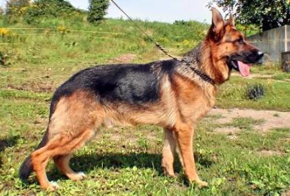 Schäferhund Rüde 11 Monate