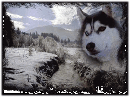 Husky-Camp-Eifel Therapie Abenteuer-Camp Sucht Sponsoren