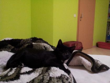 Suche Flugpaten für Katze nach Zürich