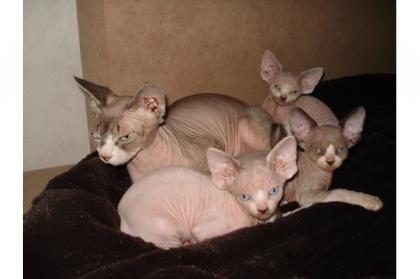 Sphynx kanad. mit Papiere Kater