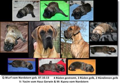 Deutsche Doggenwelpen gelb gestromt Dt. Doggen vom Nordstern