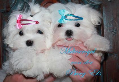 Malteser Welpen Mini Malteser Teacup Malteser kleine exclusive amerikanische u