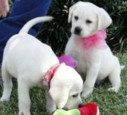Labrador Welpen männlich weiblich