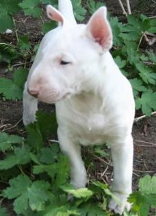 Vielversprechende Miniatur Bullterrier Welpen PLL Frei