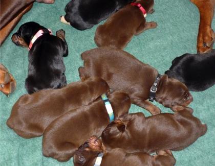 Dobermannwelpen Wurf vom 15. 09. 2022