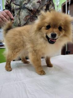 Pomeranian Zwergspitzwelpen geimpft gechipt mit EU Reisepass