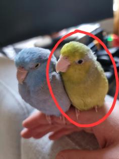 Vermisst Sperlingspapagei entflogen