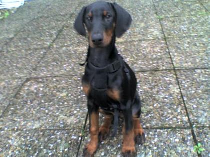 Dobermannwelpen mit Papieren ab Mai 2022 abzugeben