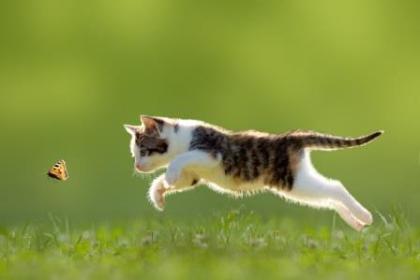 Probleme mit Ihrer Katze