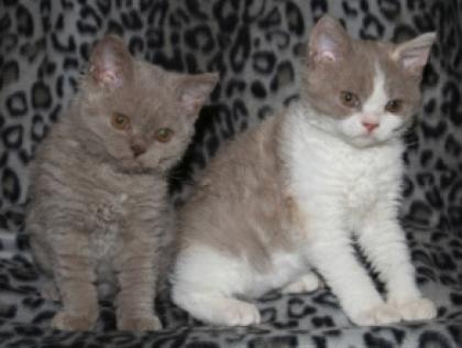Selkirk Rex