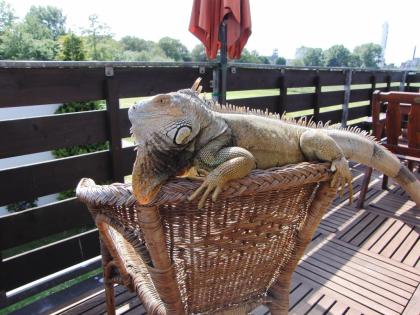Grüner Leguan inkl. Terrarium abzugeben handzahme Dame