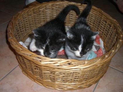 Katzenbabys 8 Wochen stubenrein ganz zahm