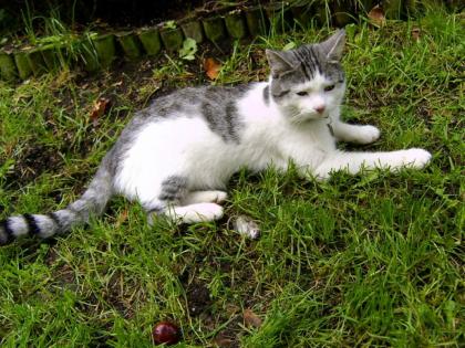 Weiß-Graue Katze in Chemnitz Siegmar entlaufen