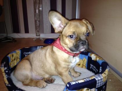 Französsischer Buldogge Mix Welpe