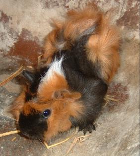 Süsser Meerschweinchenbock 3 farbig