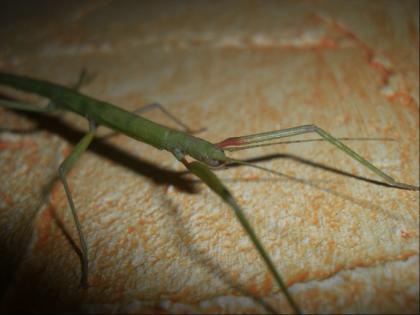 Indische Stabschrecke Carausius morosus aus NZ