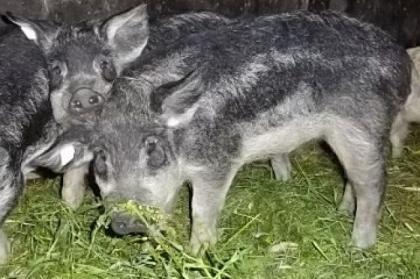 Wollschweineber 4 Monate schwalbenbauch