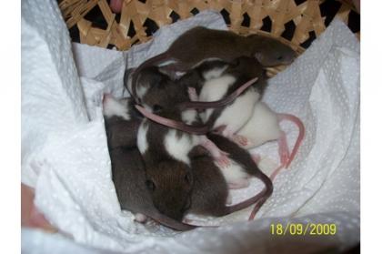 Hübsche Zahme Ratten in liebevolle Hände abzugeben