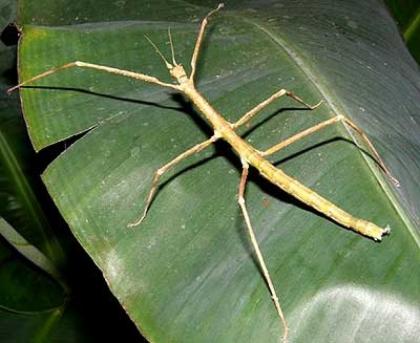 Annam-Stabschrecken Medauroidea extradentata Baculum extradentatum Vietnamesi