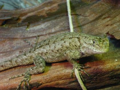 Sceloporus Malachiticus - Malachit-Stachelleguane 0 2 abzugeben